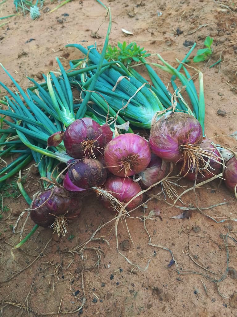 Irrigation System for Sustainable Farming Throughout the Year (IS-Fam Project)